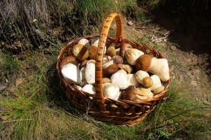 Фестиваль белых грибов
