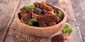 Morel season